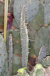 Cactus apple 